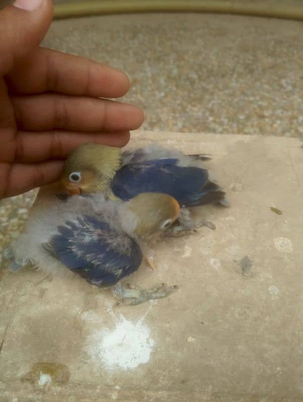 violet parblue or gray java or love bird pair for sale ready full ad 8