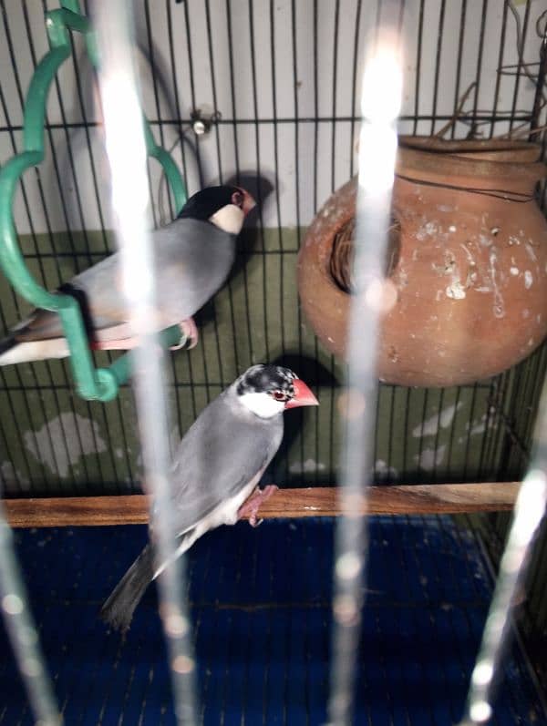 violet parblue or gray java or love bird pair for sale ready full ad 9