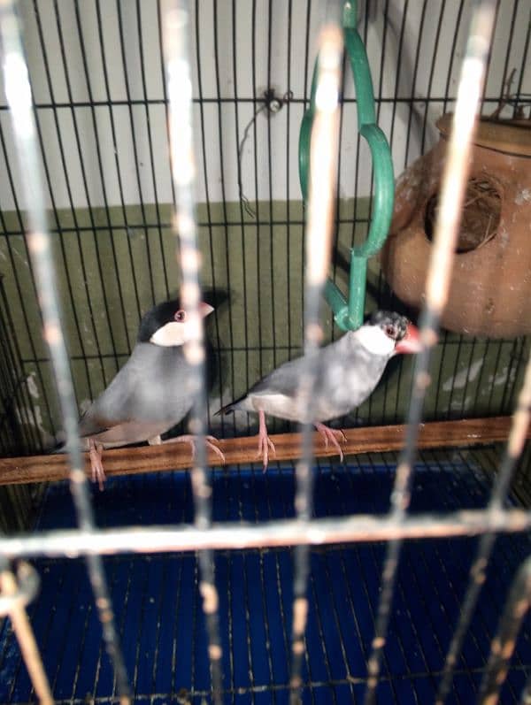 violet parblue or gray java or love bird pair for sale ready full ad 10