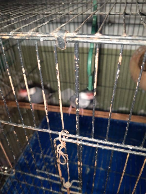 violet parblue or gray java or love bird pair for sale ready full ad 11