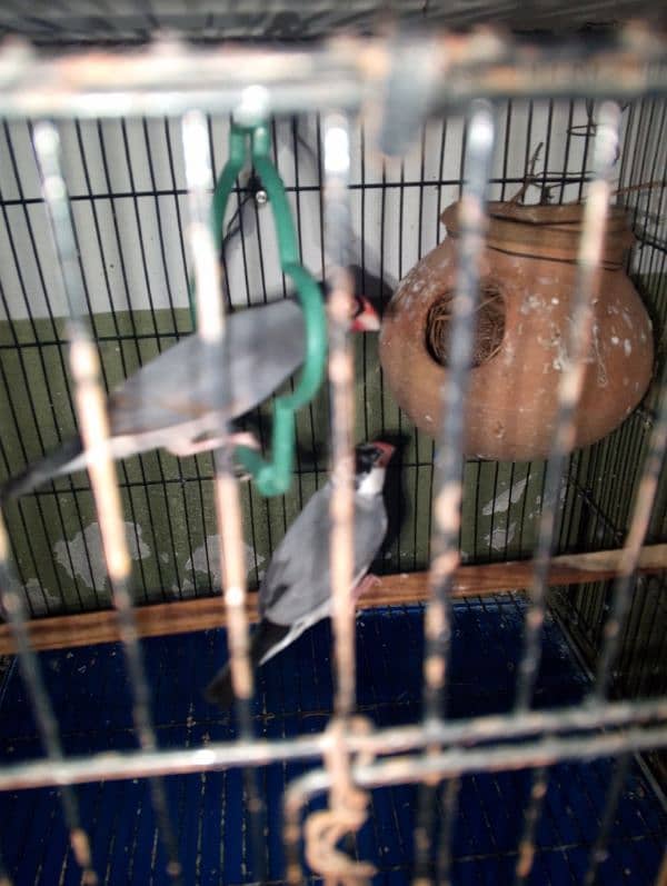 violet parblue or gray java or love bird pair for sale ready full ad 12