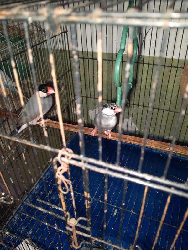 violet parblue or gray java or love bird pair for sale ready full ad 13