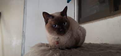 Siamese