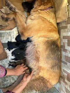 German shepherd with pups