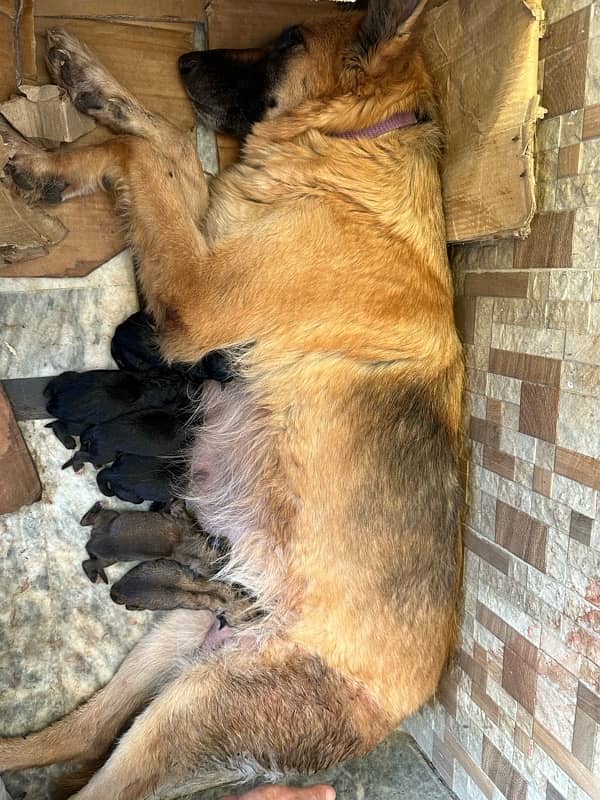 German shepherd with pups 1