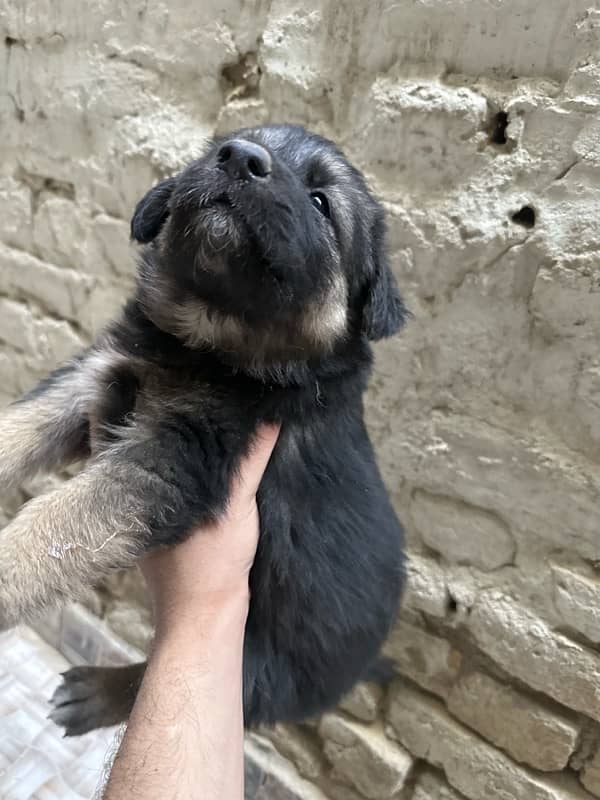 German shepherd with pups 2