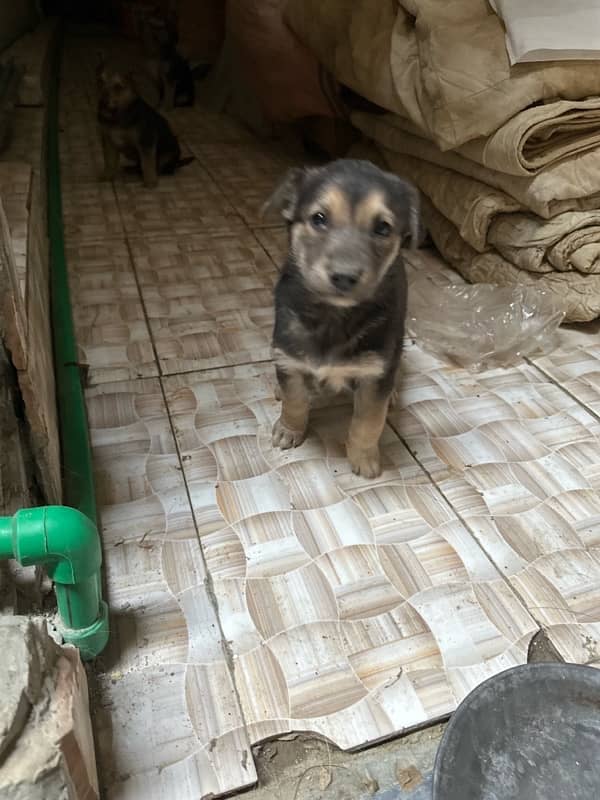 German shepherd with pups 3