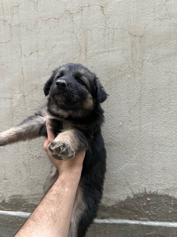 German shepherd with pups 6