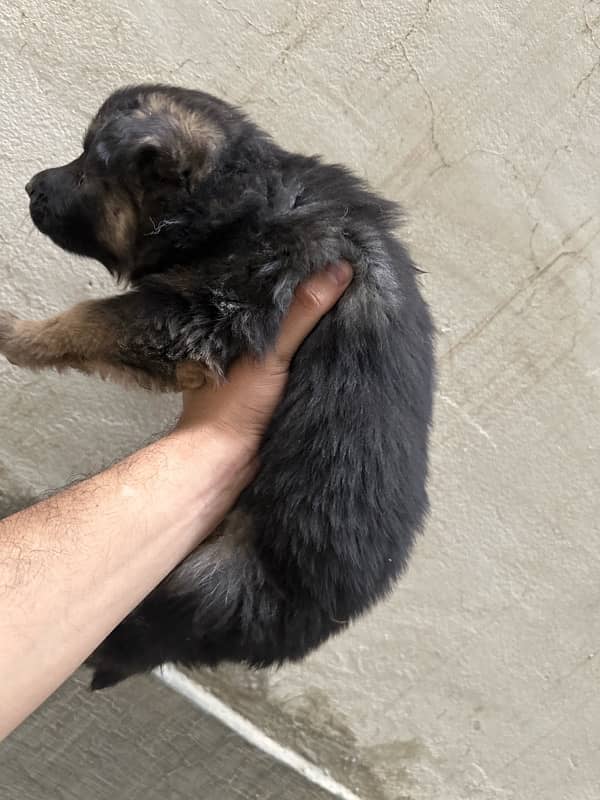 German shepherd with pups 7