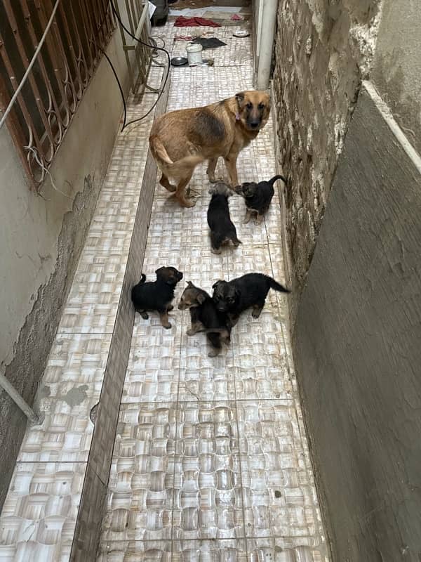 German shepherd with pups 8