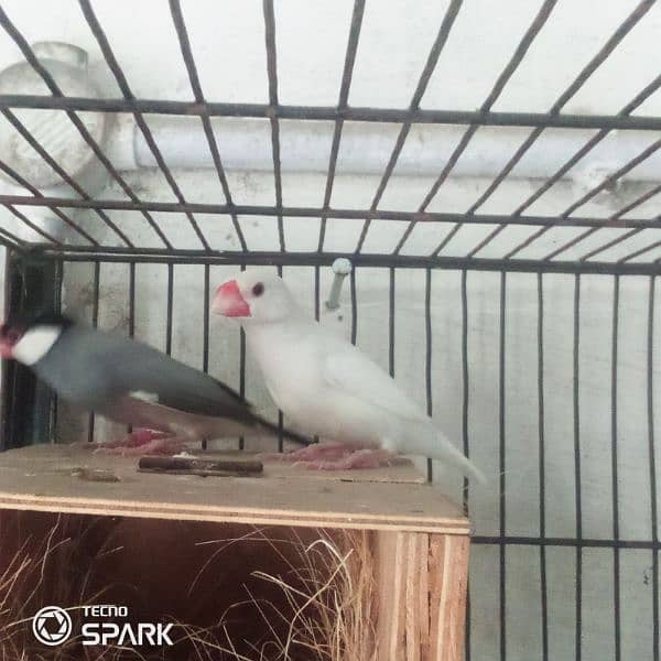 java finch breedar pair contact 03124410157 exchange possible 1