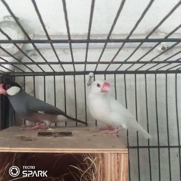 java finch breedar pair contact 03124410157 exchange possible 2