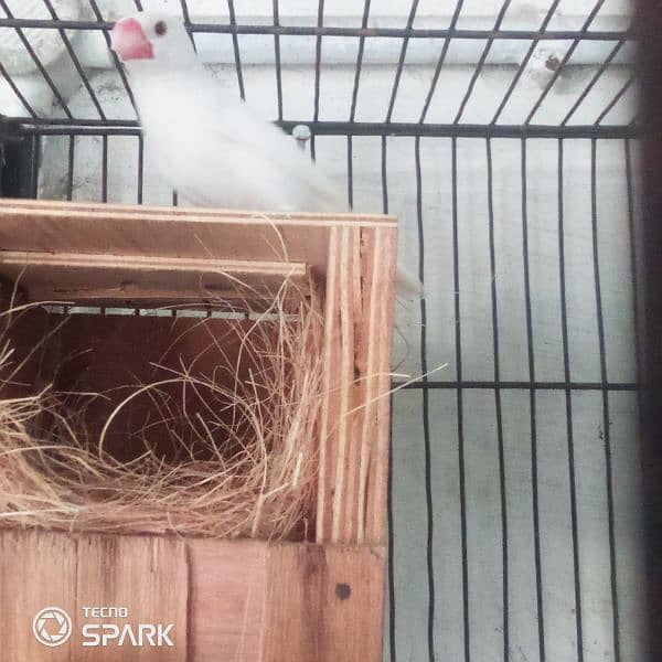 java finch breedar pair contact 03124410157 exchange possible 3