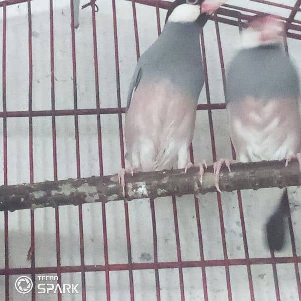 java finch breedar pair contact 03124410157 exchange possible 4