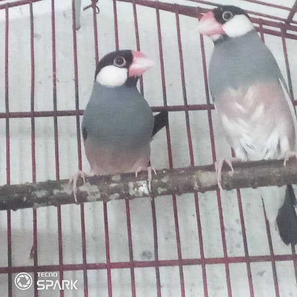 java finch breedar pair contact 03124410157 exchange possible 5