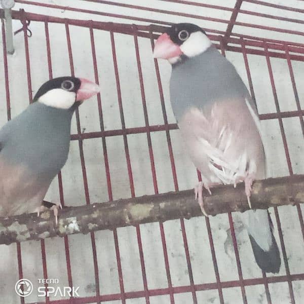 java finch breedar pair contact 03124410157 exchange possible 6