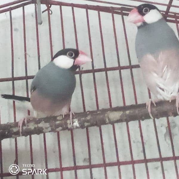 java finch breedar pair contact 03124410157 exchange possible 7