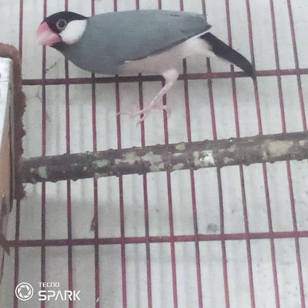 java finch breedar pair contact 03124410157 exchange possible 8