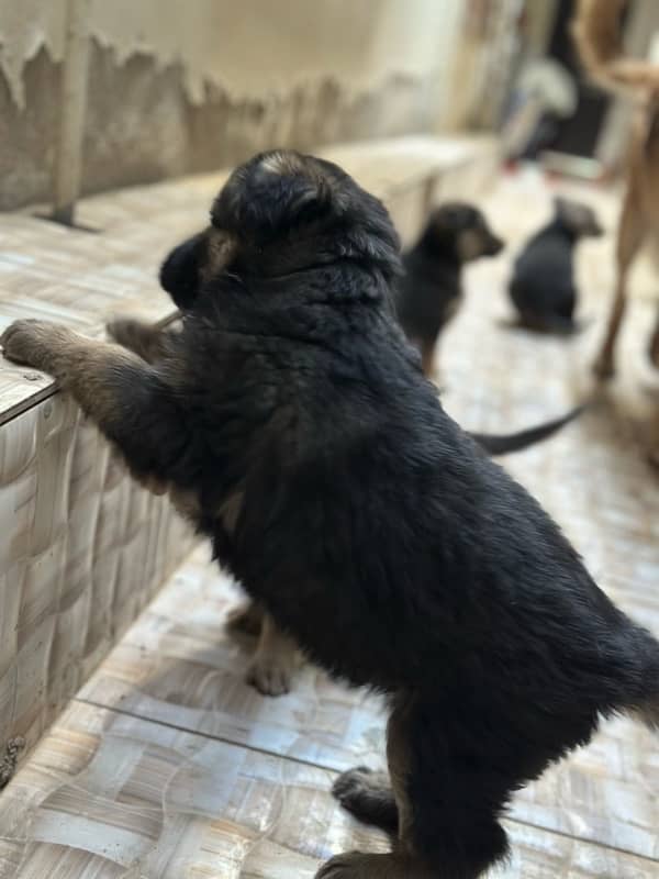 German shepherd with pups 9