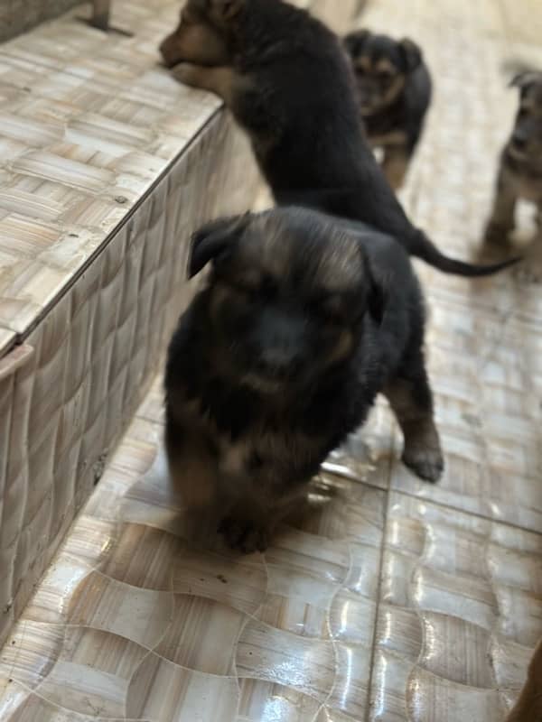 German shepherd with pups 10