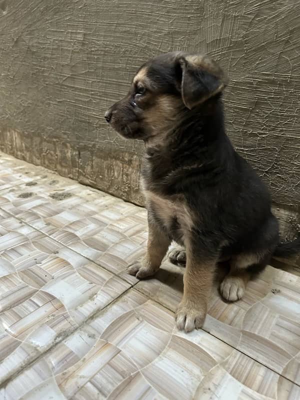 German shepherd with pups 11