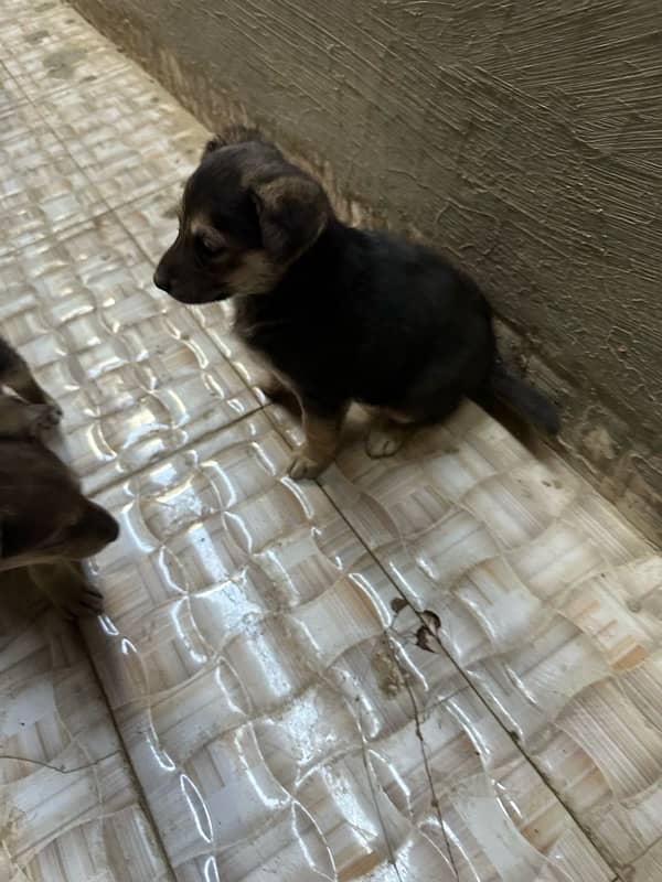 German shepherd with pups 12