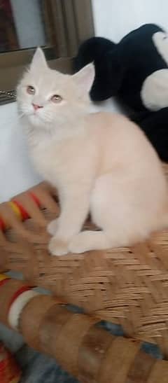 Persian cat very active and playful.