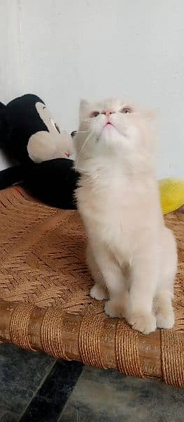 Persian cat very active and playful. 1