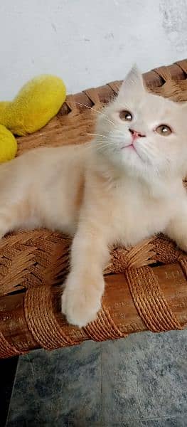 Persian cat very active and playful. 2