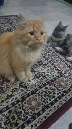 Male Persian for adoption