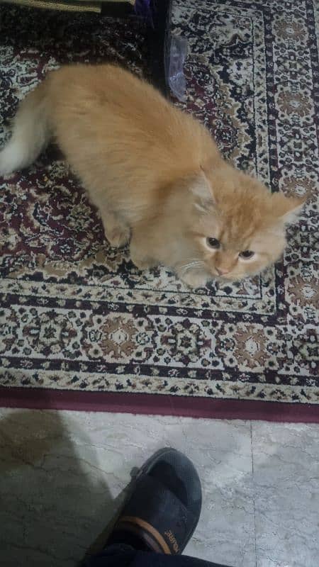 Male Persian for adoption 1