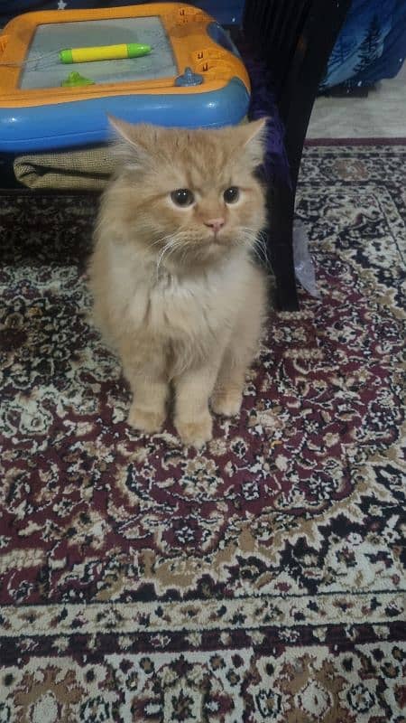 Male Persian for adoption 2