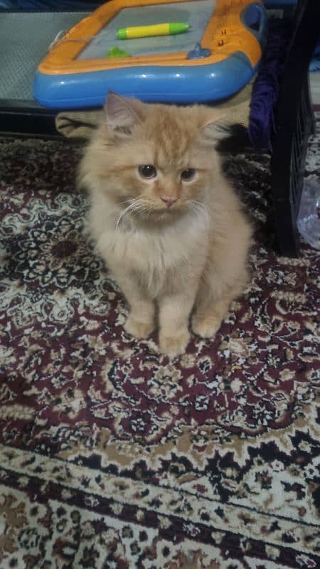 Male Persian for adoption 3