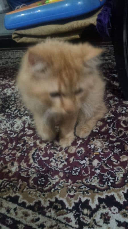 Male Persian for adoption 4