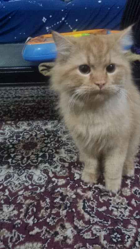 Male Persian for adoption 5