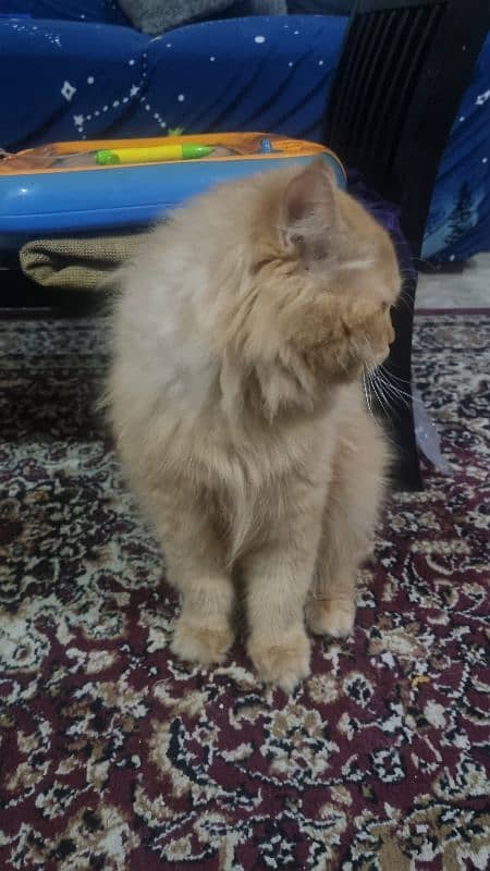 Male Persian for adoption 6