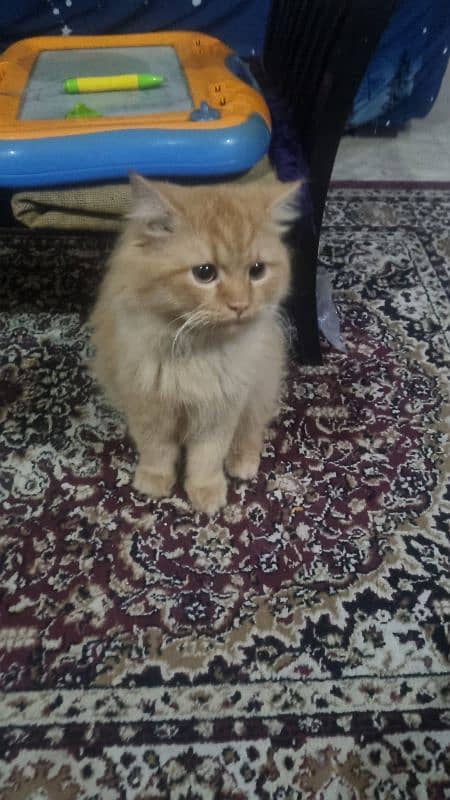 Male Persian for adoption 7