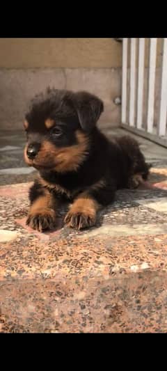 Rottweiler puppy urgent for sale