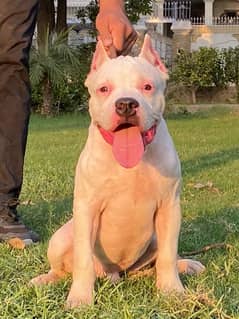 Pitbull male puppy available 0