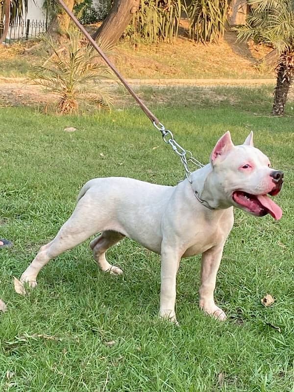 Pitbull male puppy available 1