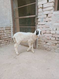 Female sheep for sale