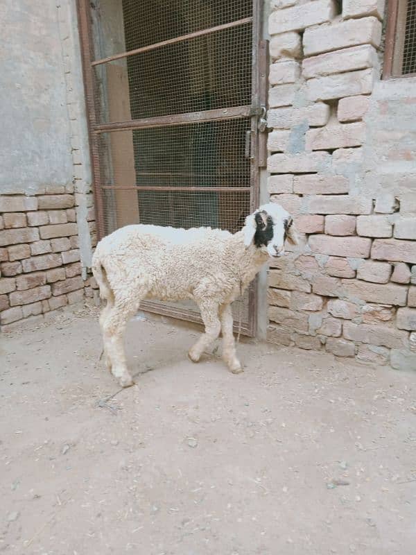 Female sheep for sale 0