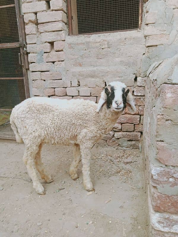 Female sheep for sale 1