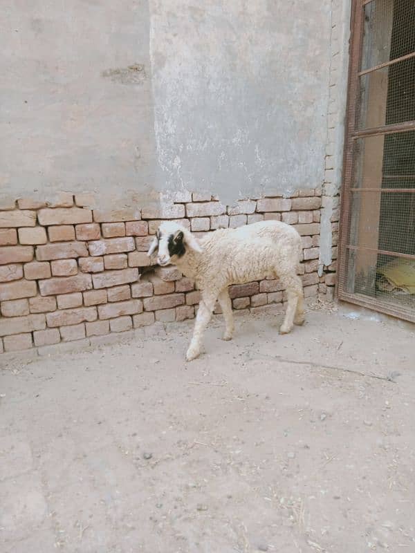 Female sheep for sale 2