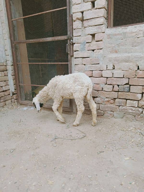 Female sheep for sale 3