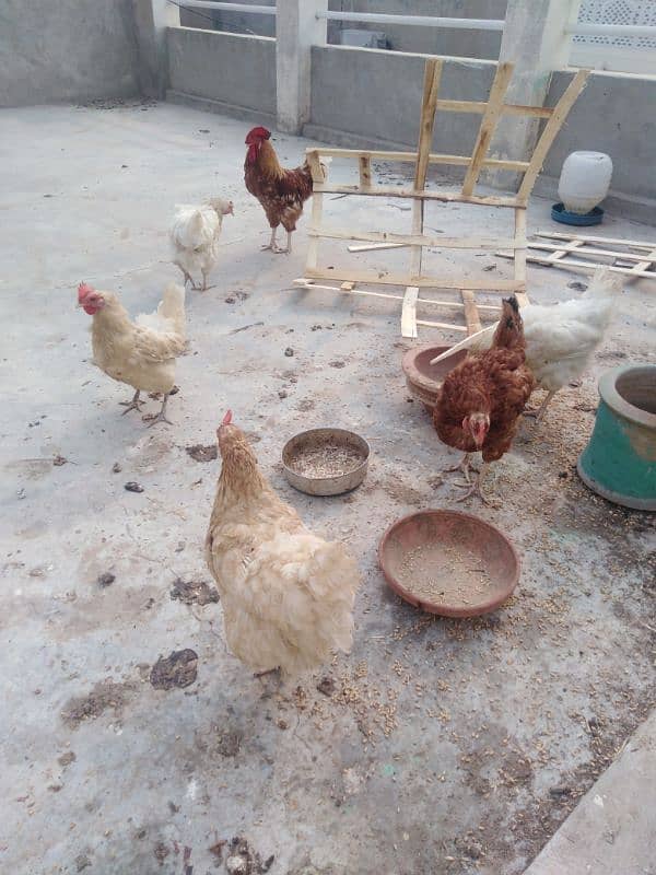 pinjra with 5 hens 5