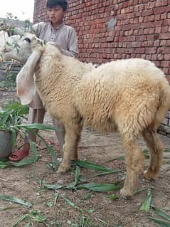 Pregnant Kajli Sheep