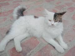 Male persian trained cat 0