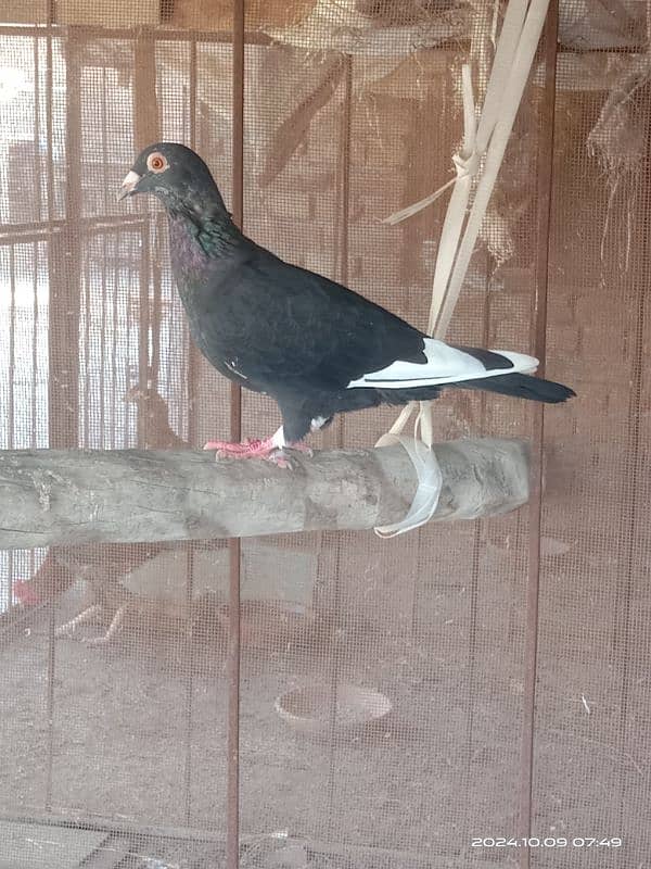 piegon for sale 3