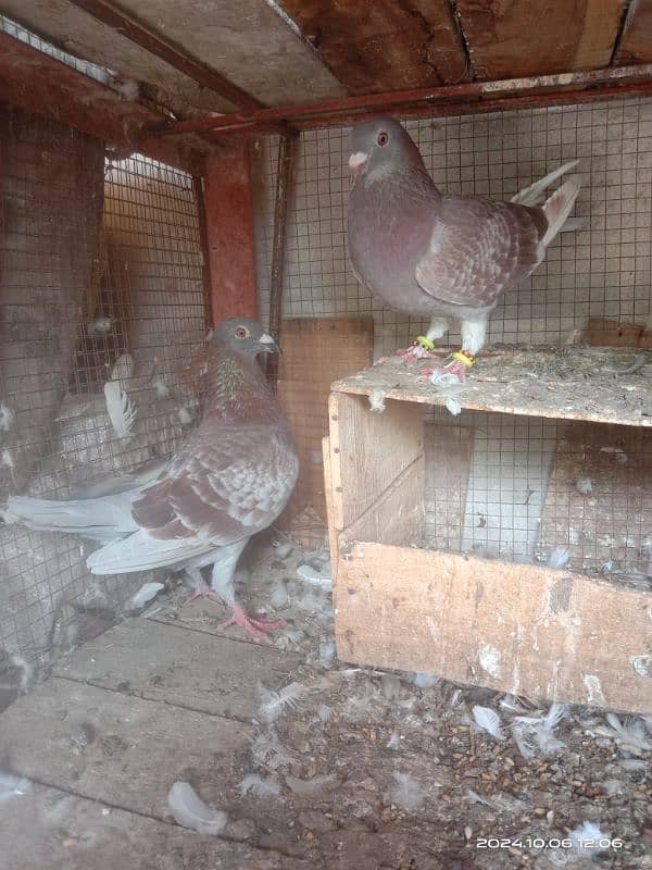 piegon for sale 4